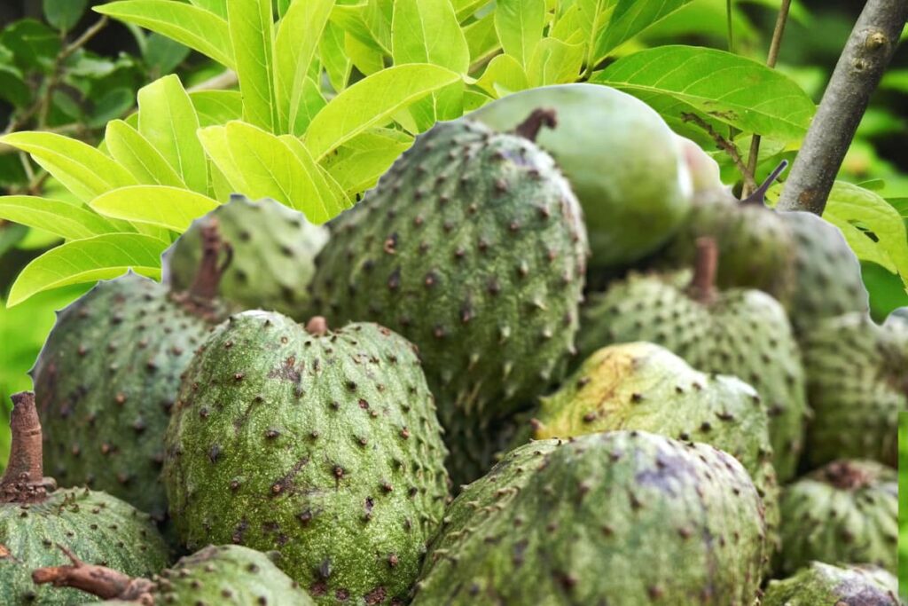 O benefícios do araticum-do-cerrado