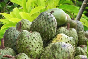 O benefícios do araticum-do-cerrado