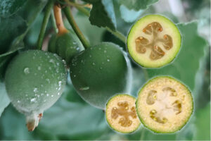 Os benefícios da fruta feijoa