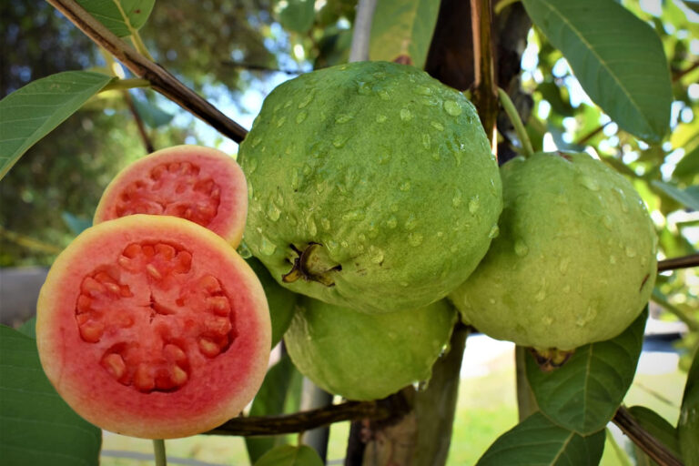 Os benefícios da goiaba Vermelha