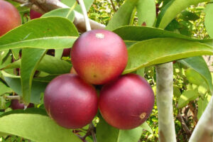 Os benefícios do camu-camu