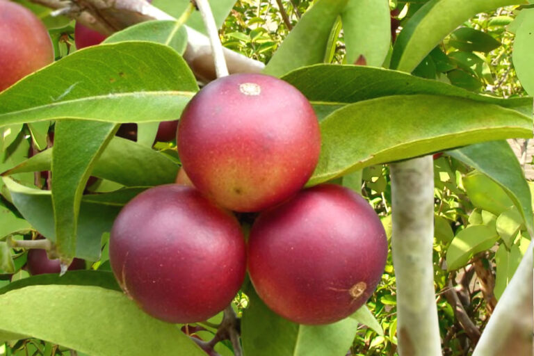 Os benefícios do camu-camu