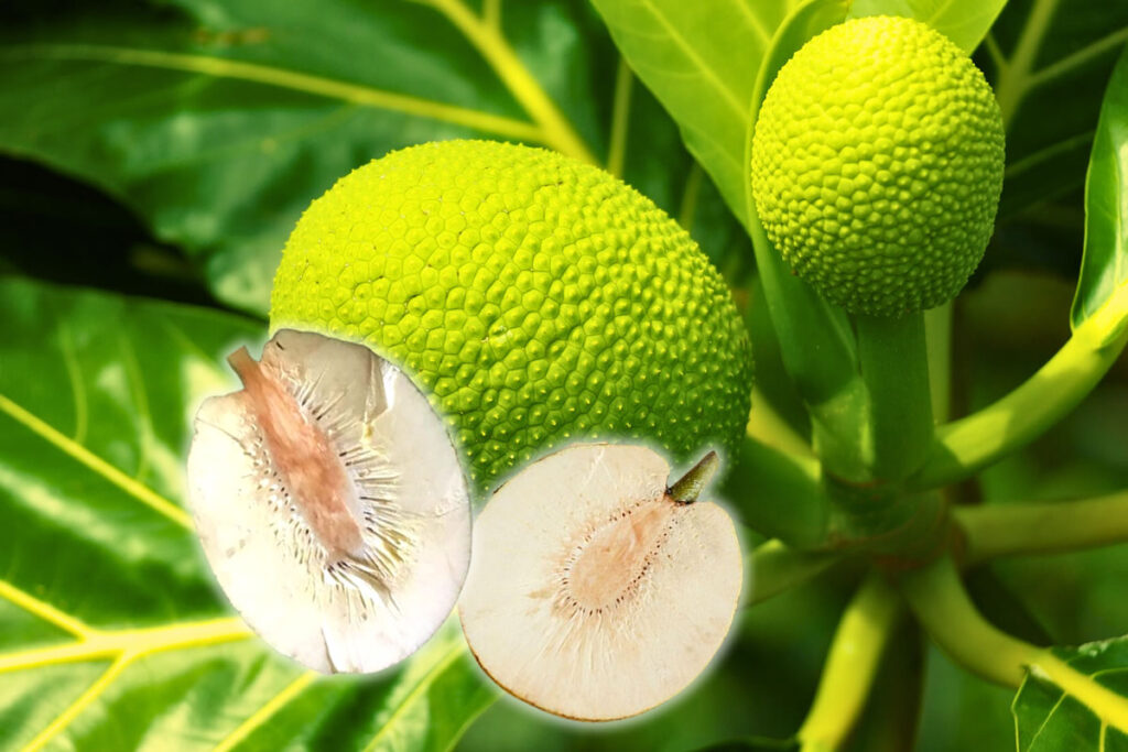 Fruta-pão e seus benefícios