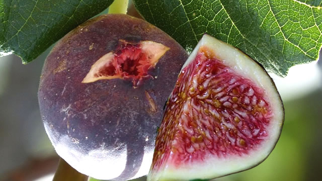 Fruto que combate a prisão de ventre