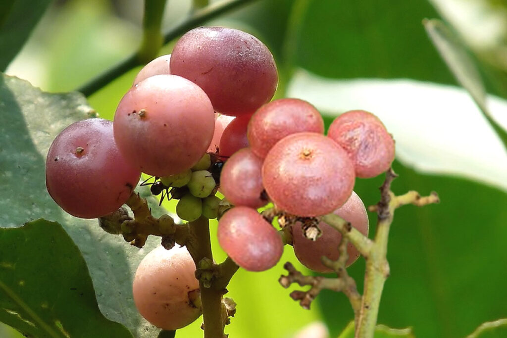 Glycosmis e Seus Benefícios
