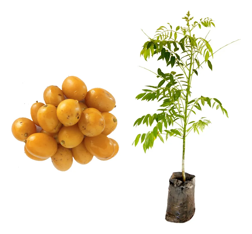 Mudas de cajamanga