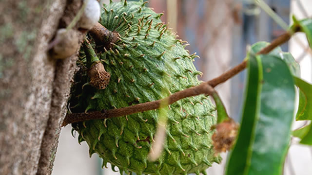 Araticum-do-cerrado ajuda contra doenças crônicas