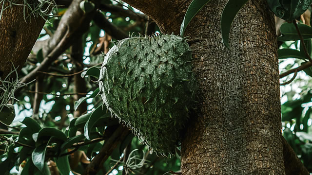 O araticum-do-cerrado ajuda na saúde do coração