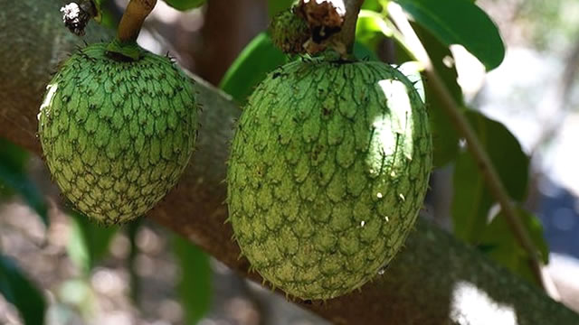 O araticum-do-cerrado ajuda no sistema imunológico