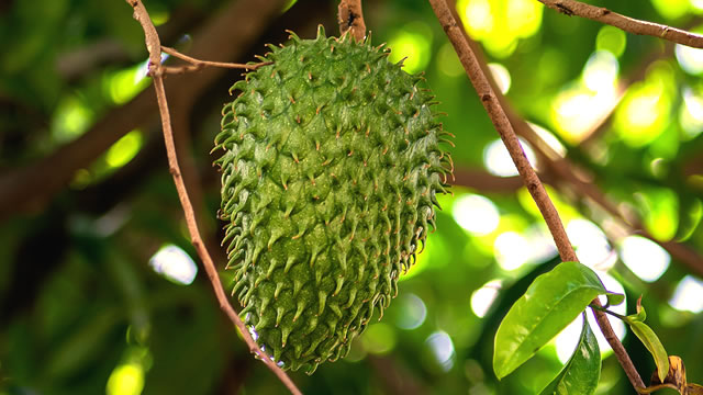 O araticum-do-cerrado possui anti-inflamatória e antioxidante