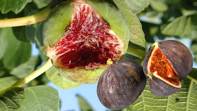O fruto que ajuda no sintomas da osteoporose hepática