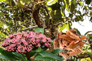 Quina-do-cerrado uma planta medicinal