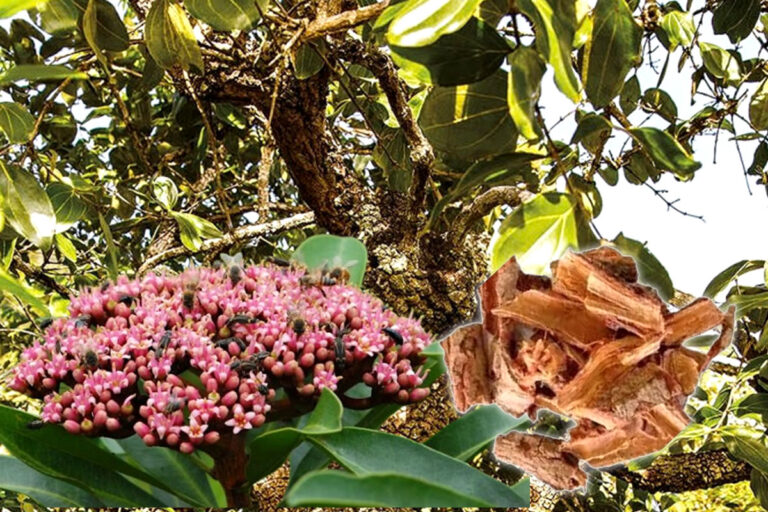 Quina-do-cerrado uma planta medicinal