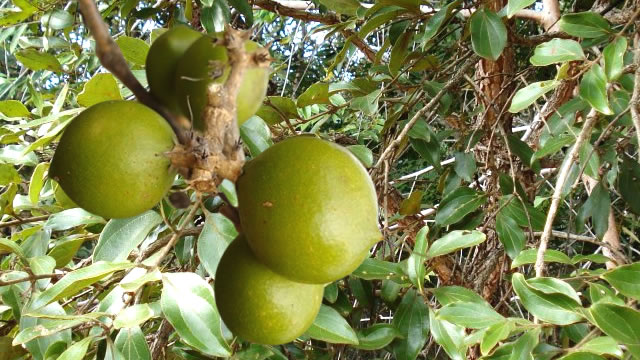 A quina do cerrado ajudar na redução da febre