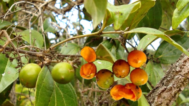Quina-do-campo ajudar no combate da malária