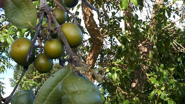 Quina-do-cerrado possui ação cicatrizante