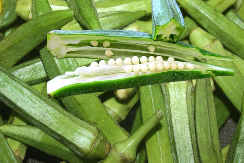 Os tipos de quiabo existentes no mundo