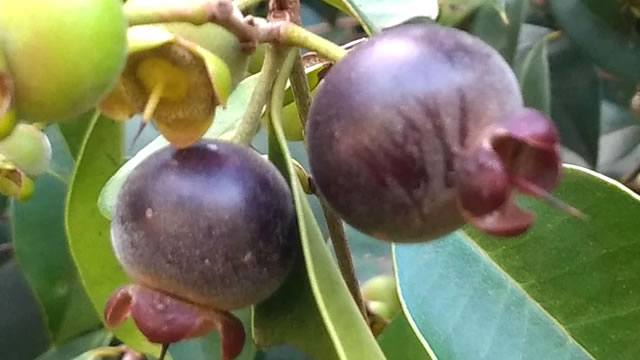 A fruta ajuda combate doenças crônicas