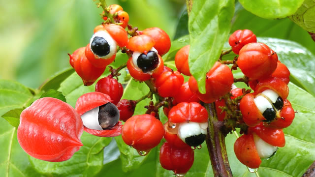 A fruta ajuda melhora a aparência da pele