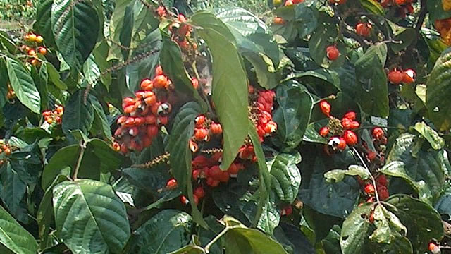 A fruta que é gerada o guaraná ajuda melhorar o estado de humor