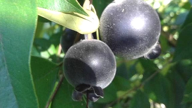 A fruta guabiju ajuda na boa digestão