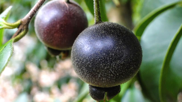 A guabiju possui minerais e antioxidantes
