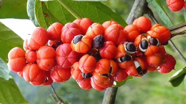 A fruta guaraná ajuda na perda de peso