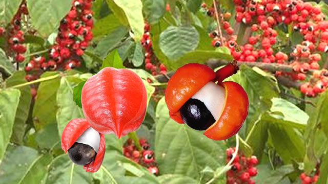 A fruta do guaraná promove mais energia para o corpo