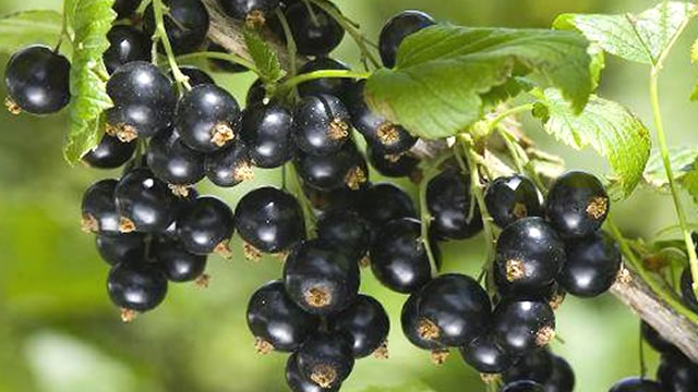 A groselha negra e um anti-inflamatório