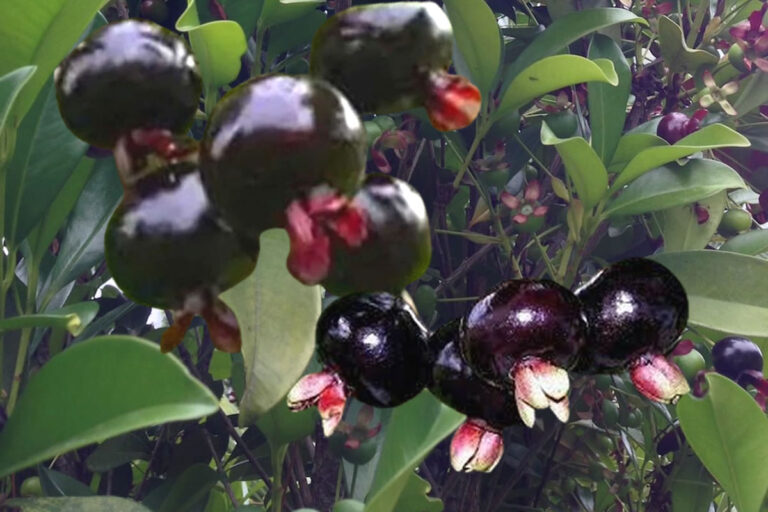 Os benefícios da fruta grumixama