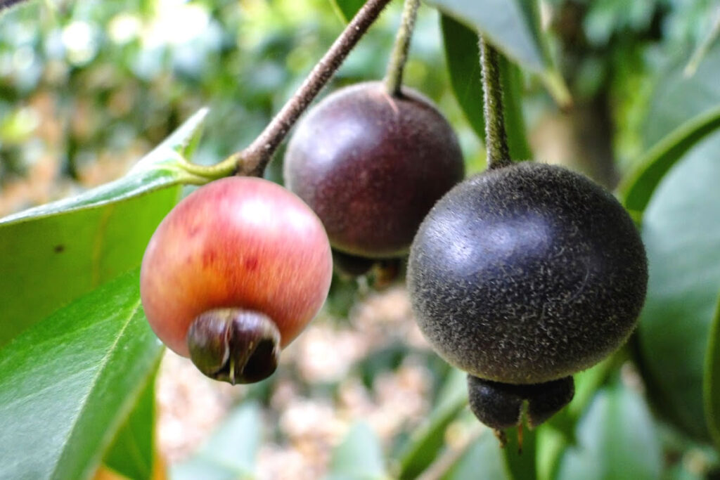 Os benefícios da fruta guabiju