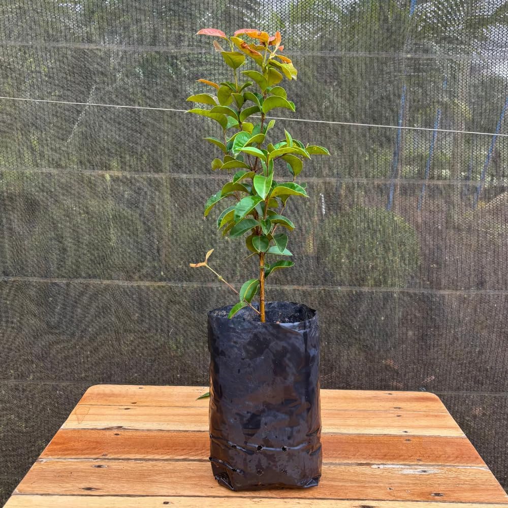 Muda da fruta guabiju de jardim