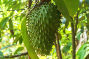 Os benefícios da fruta graviola