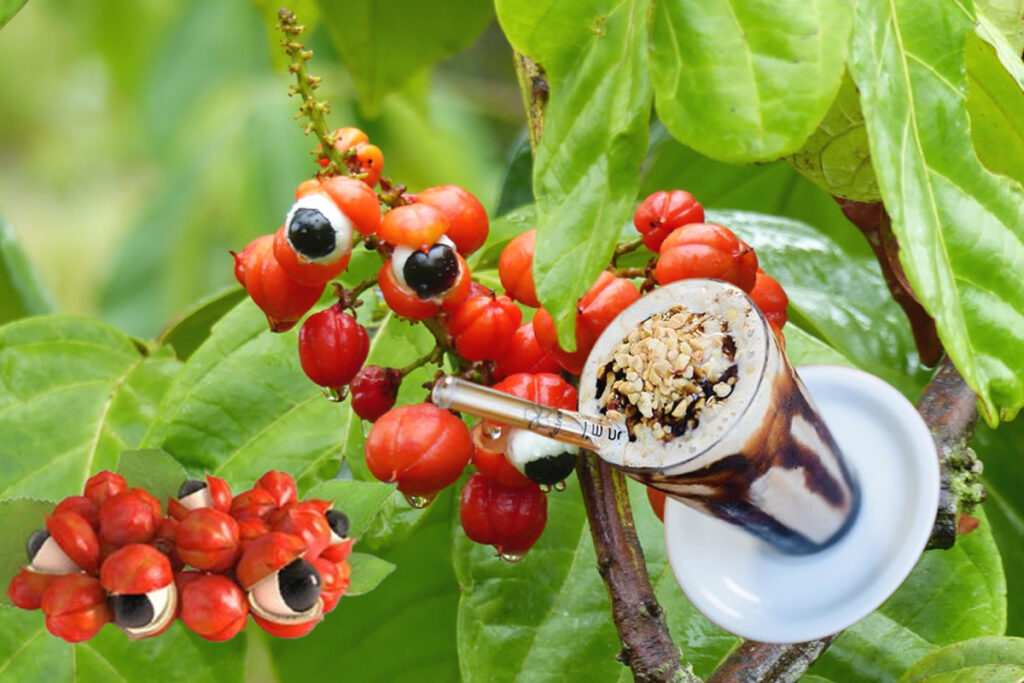 Guaraná da Amazônia e seus benefícios