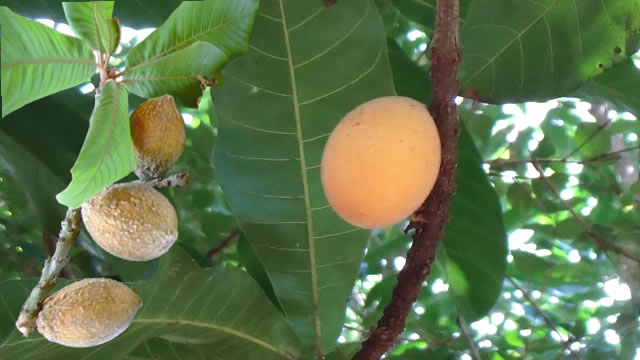 A fruta guapeva beneficia a saúde digestiva