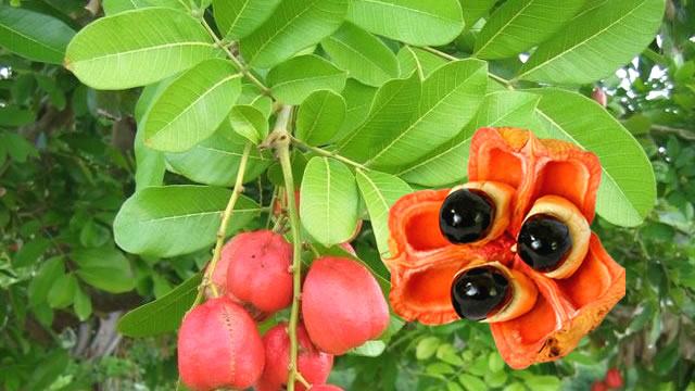 Ackee também beneficia na saúde do sistema nervoso