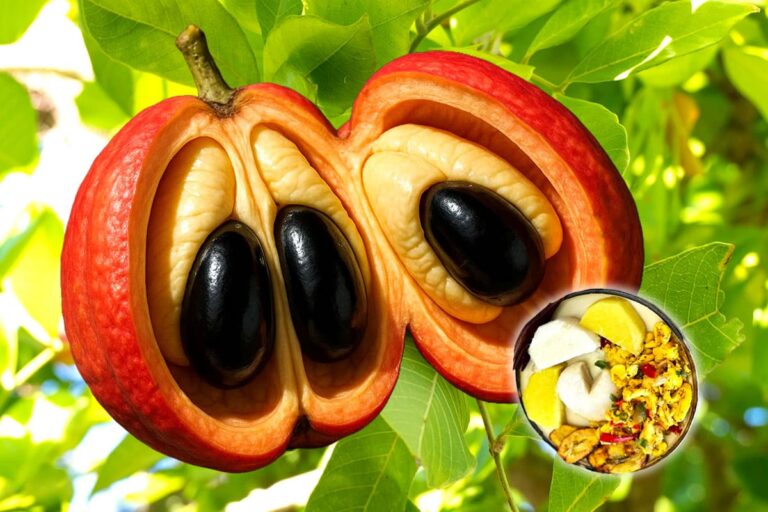 Fruta ackee conheça seus principais benefícios