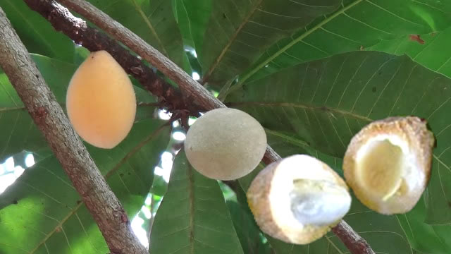 A fruta guapeva é abundante em nutrientes