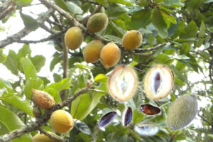 Fruta guapeva e seus benefícios