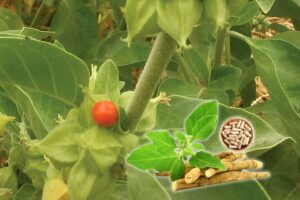 Saiba o que são adaptógenos e para que servem