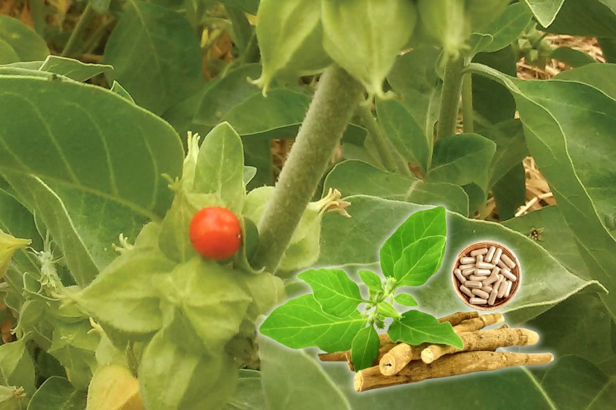 Saiba o que são adaptógenos e para que servem