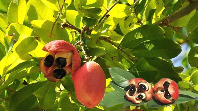Propriedades nutricionais da fruta ackee