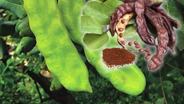 O fruto alfarroba ajuda no controlo do colesterol