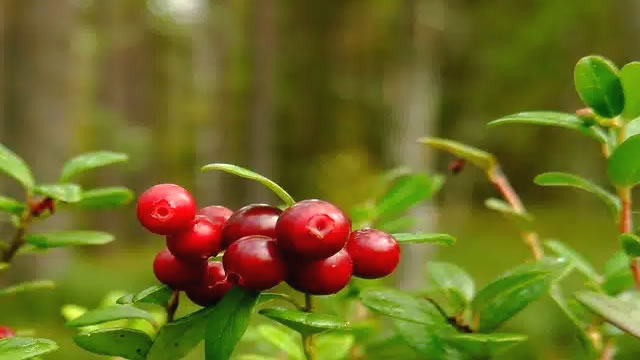 O arando vermelho pode ajudar nos níveis de açúcar no sangue