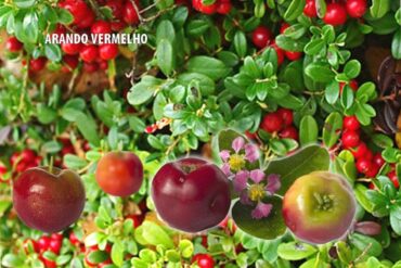 Arando vermelho e seus diversos benefícios