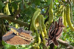 Fruto alfarroba e seus principais benefícios