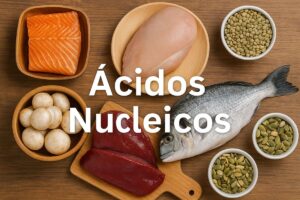 Saiba quais são os ácidos nucleicos e para que servem