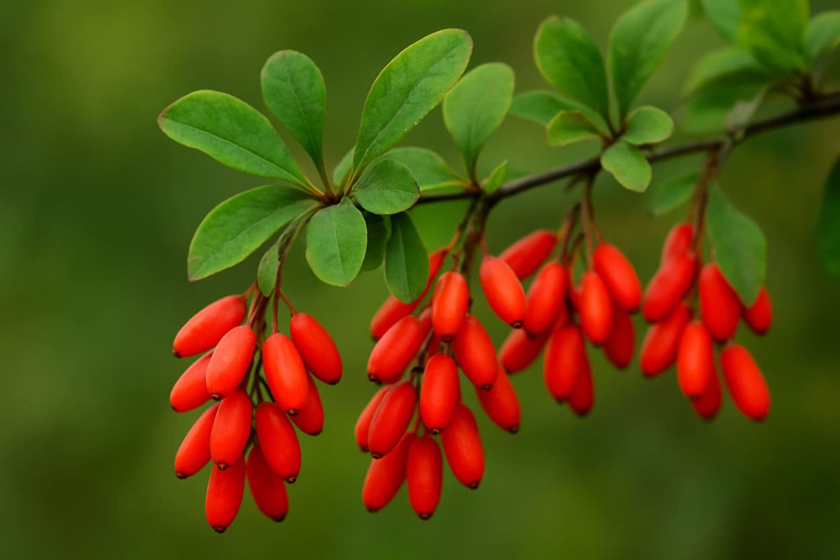 Saiba mais sobre a planta berberina e para que serve