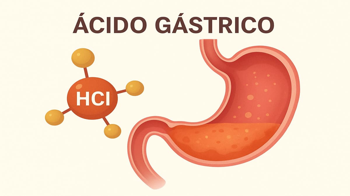 Saiba o que é ácido gástrico e para que ele serve