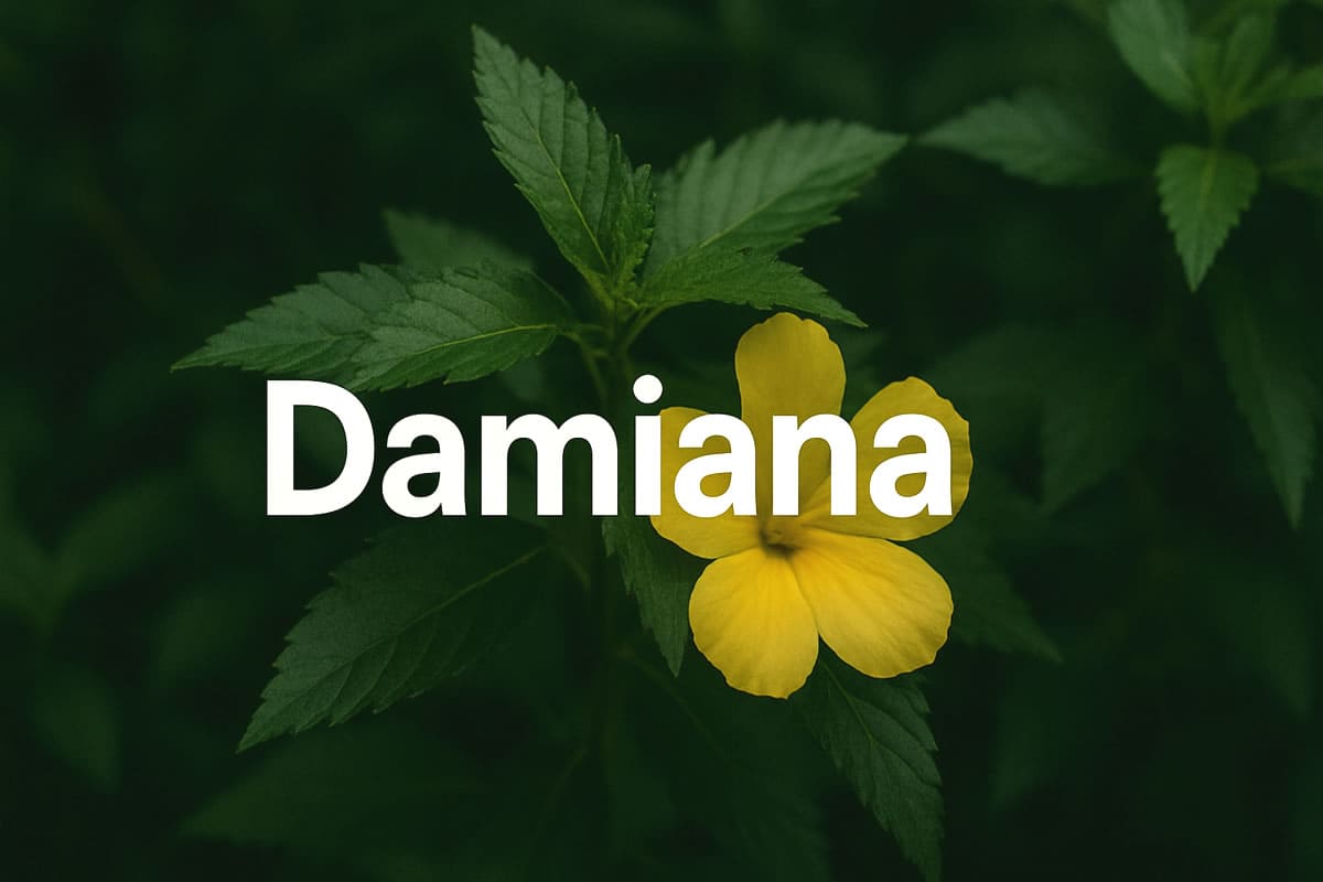 Saiba o que é a planta damiana e para que ela serve